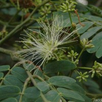 Albizia odoratissima (L.f.) Benth.